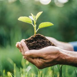 imagegratuite.com_00000543_L_f2-man-holding-small-plant-with-clump-earth