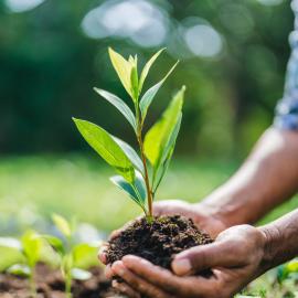 imagegratuite.com_00000544_L_f2-man-holding-small-plant-with-clump-earth